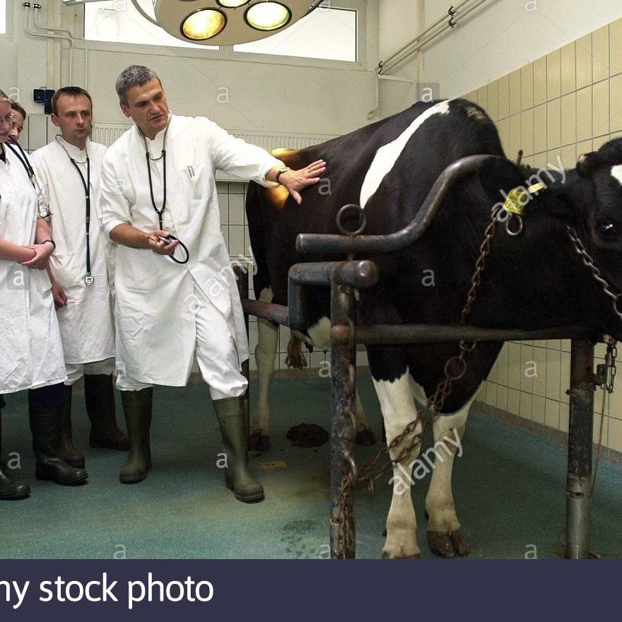 (dpa) - Vet Wolfgang Kehler (C) explains to students how to prepare a cow for surgery, at the cow clinic of the veterinarian university in Hanover, 16 June 2003. The university with its 225 years history is one the oldest veterinarian educational institutions in the world.